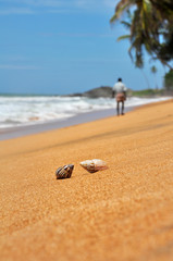 Fototapeta na wymiar Two seashells and a lonely man in the background on the shore of the Indian Ocean in Sri Lanka