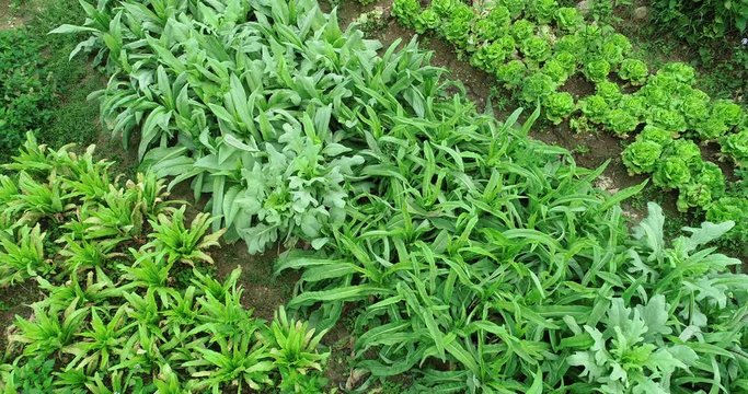Aerial view of green asparagus lettuce growing at vegetable garden  