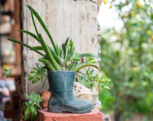 plants in old rubber boots