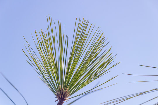 Long pine needles against a blue sky