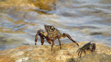 crab on beach
