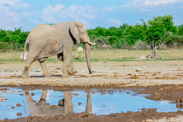 Elefant