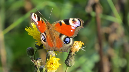 butterfly on flower