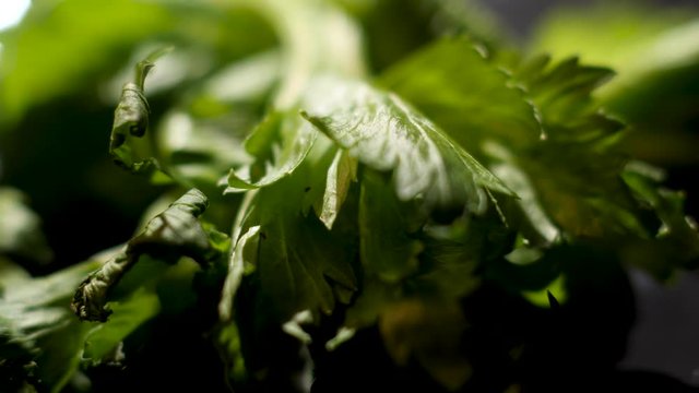Close up of cilantro leaves lying on black table, details of cooking process. Stock footage. Heap of vibrant green coriander herb.