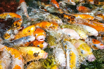 Obraz na płótnie Canvas Koi carp crowding together competing for food. Many koi carp.