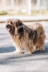 Naklejka na ściany i meble Tibetan terrier dog walks on the asphalt in the Park