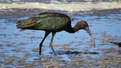 glossy IBIS