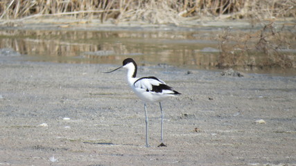 avocet