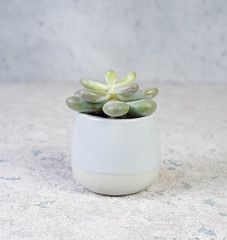 A small succulent in a trendy ceramic pot on a gray concrete background.