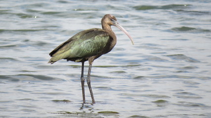 glossy IBIS in water