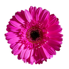 Beautiful pink gerbera flower isolated on white background. Flower background.