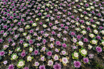 Decorative cabbage Pule field in the garden