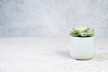 A small succulent in a trendy ceramic pot on a gray concrete background.
