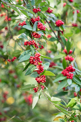 Common red elderberry, red-berried elder berries on the branch in the garden. Red elder on the branches in the garden. Red elder on the branches close up