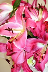 Obraz na płótnie Canvas bouquet of flowers, pink lily