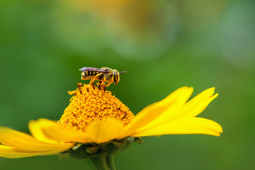 Bee. Close-up of a large striped bee sitting on a yellow flower and collects nectar on a green background. Spring background.