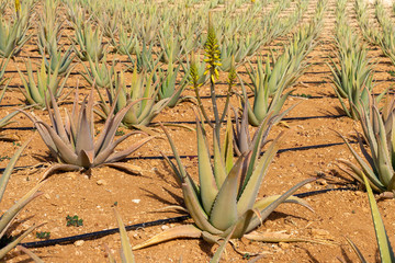 Aloe Vera plants on a farmland