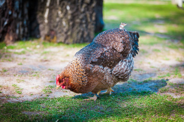 brown hen looking for food in the farm