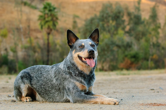 Australian Cattle Dog portrait lying down in field surrounded by trees and nature