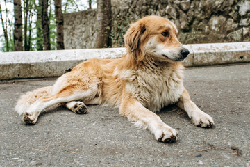 Naklejka na ściany i meble Cute old dog lying resting on the asphalt