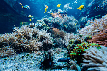 Colorful underwater offshore rocky reef with coral and sponges and small tropical fish swimming by in a blue ocean - obrazy, fototapety, plakaty