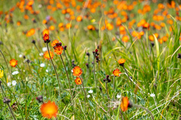 Beautiful view on the meadow with orange flowers. Field of blooming orange flowers.