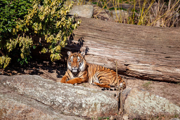 A tiger sitting in a zoo on the rocks