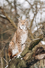 Lynx climbs trees on a Sunny winter day