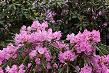 Flowers rhododendron makinoi in the garden in sunny day
