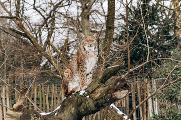 Lynx climbs trees on a Sunny winter day