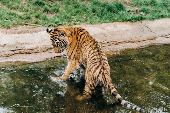 A tiger walks on the water on a Sunny day