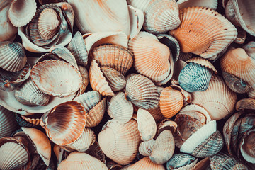 Mixed colorful sea shells as background