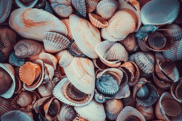 Mixed colorful sea shells as background