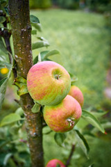 Ripe apples on a branch. Close-up view