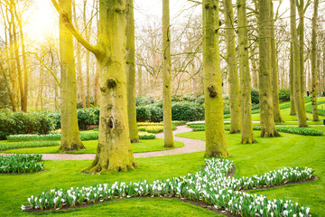 Sunrise beam in the beautiful park. Spring Nature scene. Beautiful Landscape.
