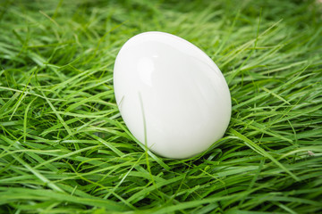 white chicken egg lies in the green grass