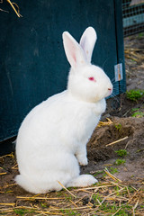 white rabbit playing in the garden