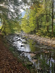 Obraz premium river in forest
