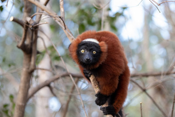 El lémur rufo rojo (Varecia rubra) es una de las dos especies del género Varecia
