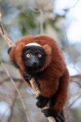 El lémur rufo rojo (Varecia rubra) es una de las dos especies del género Varecia