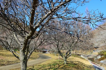 春　癒し　梅林　青空　道　風景　杤木