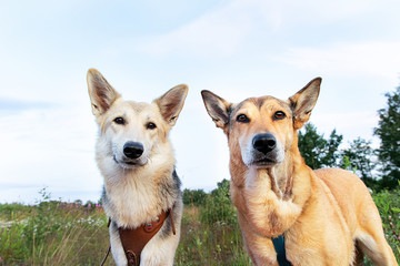 Obedient dogs resting in meadow in nature