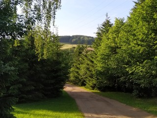 ścieżka, droga, las, drzewa, zieleń