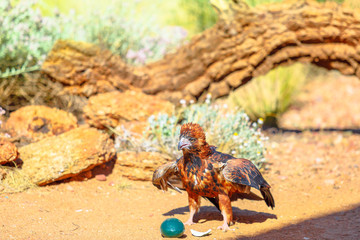 Black-breasted Buzzard bird of prey. Cracking an emu egg with a stone to eat inside. Desert Park at...