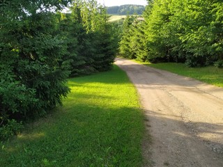 ścieżka, droga, las, drzewa, zieleń