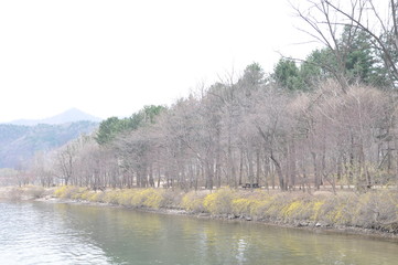  Deciduous trees beside the river
