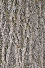  The bark of Pine tree