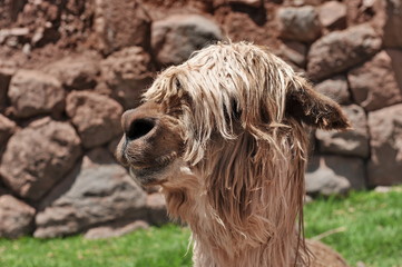 Lama head with long hair close-up.