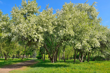 Fototapeta na wymiar Amazing spring landscape with blossoming apple trees in city park