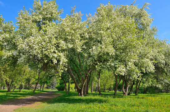 Amazing spring landscape with blossoming apple trees in city park